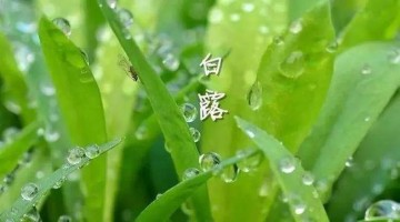 涼風(fēng)至，白露降
